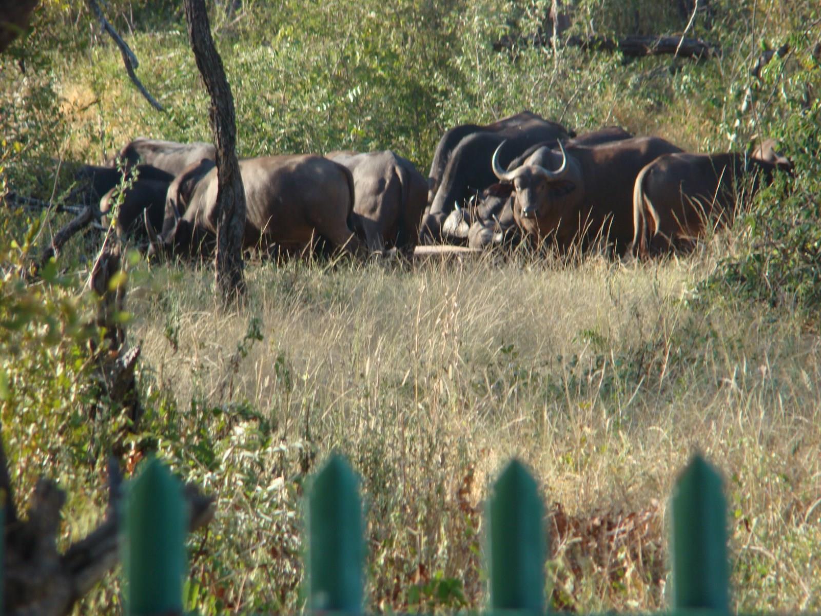 Muweti Bush Lodge Grietjie Game Reserve 外观 照片